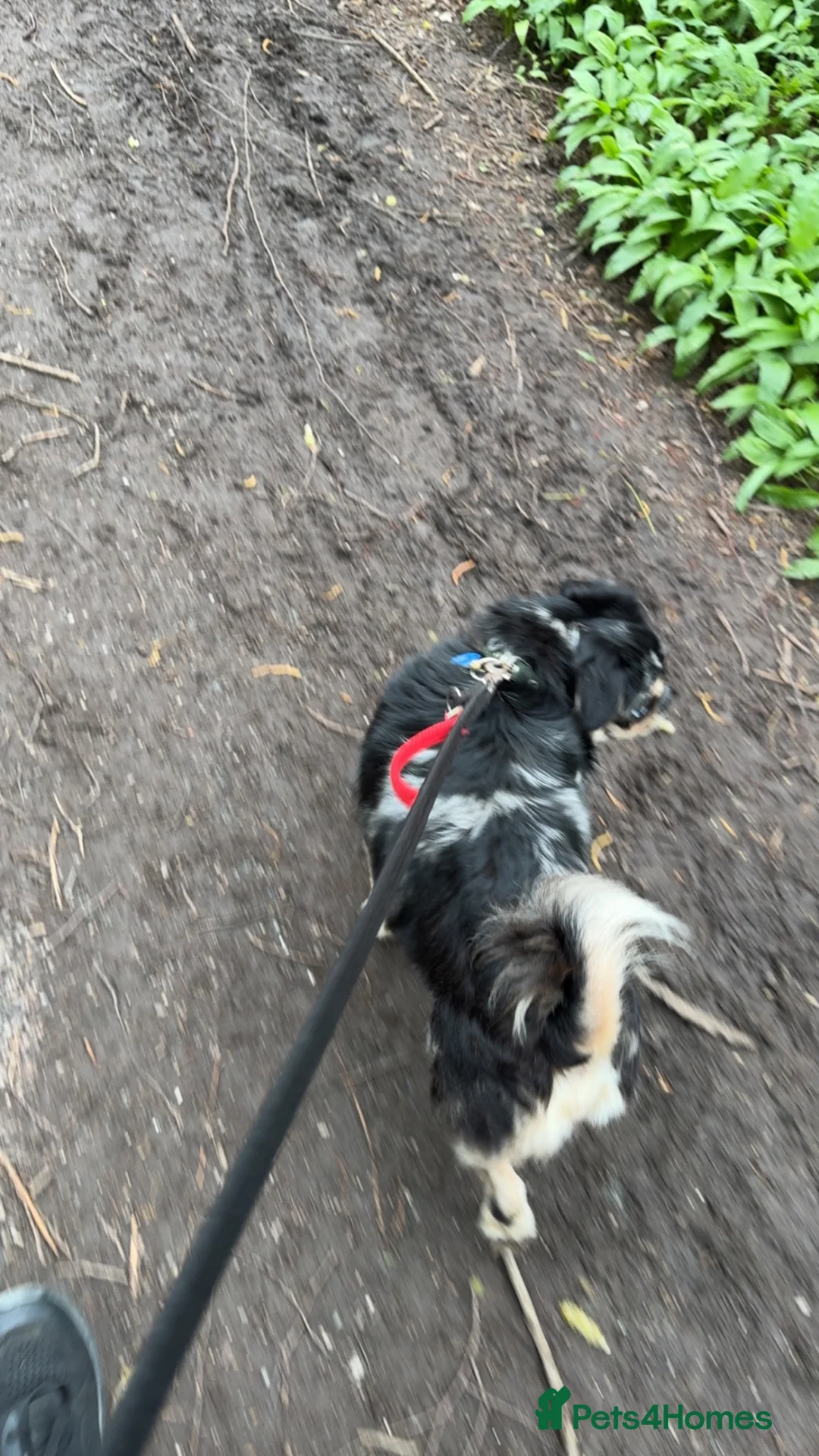 Pug dogs for sale: Bobby - Advert 2