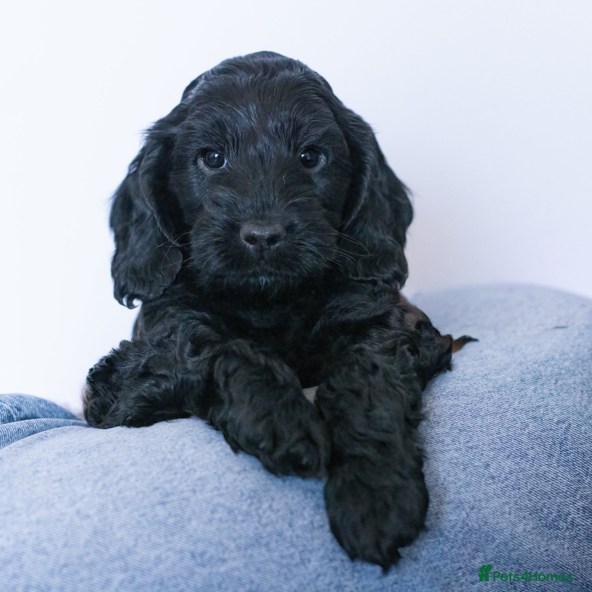 Cockapoo dogs F1 cockapoos  - Advert 9