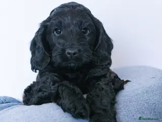 Cockapoo dogs F1 cockapoos - Advert 9
