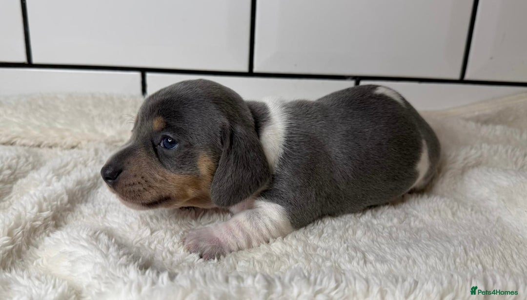 Miniature Dachshund dogs for sale: STUNNING MINIATURE DACHSHUNDS DAPPLE KC  - Advert 8