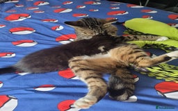 Mixed Breed cats for sale: One little boy 9 weeks old  - Image 3