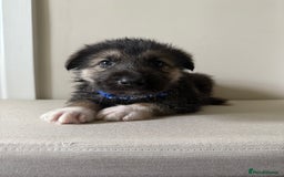 Mixed Breed dogs for sale: Alaskan Malamute x German Shepard Cross puppies - Image 8