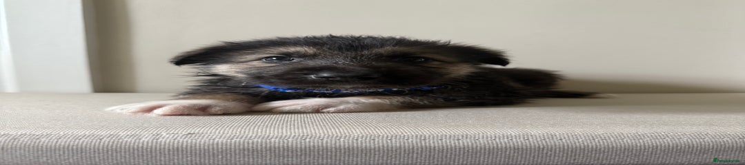 Blue - boy 