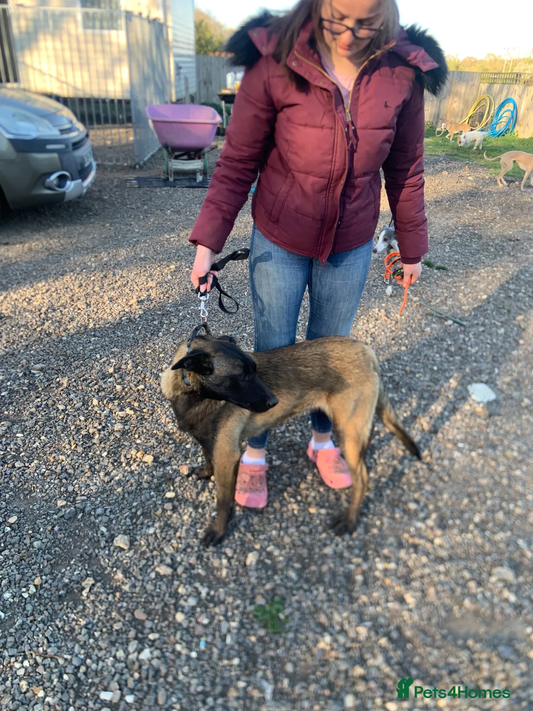 Belgian Shepherd Dog dogs for sale: Belgain malinois - Advert 3