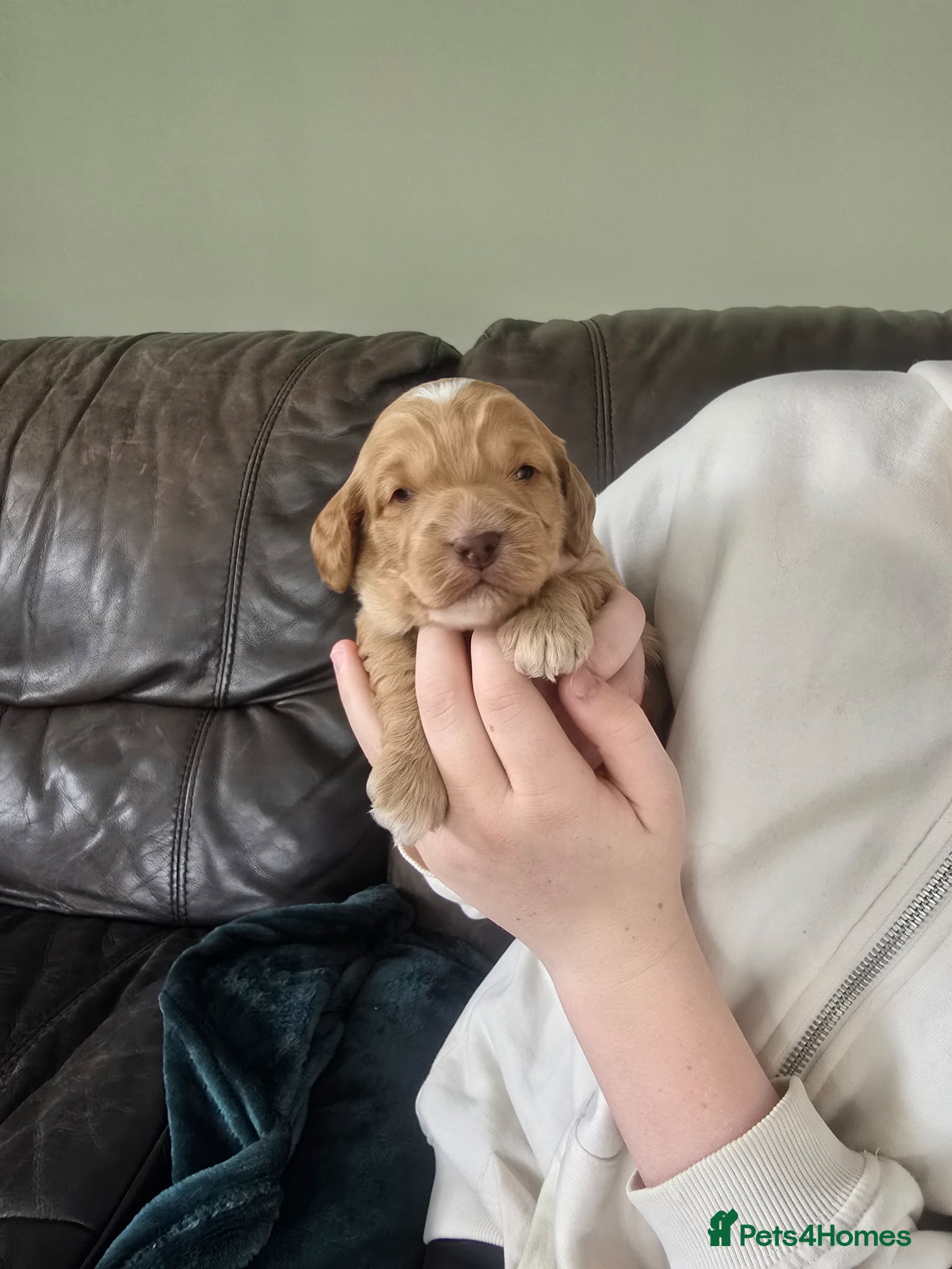 Cockapoo dogs SHOW F1 cockapoos licensed breeder. - Advert 1