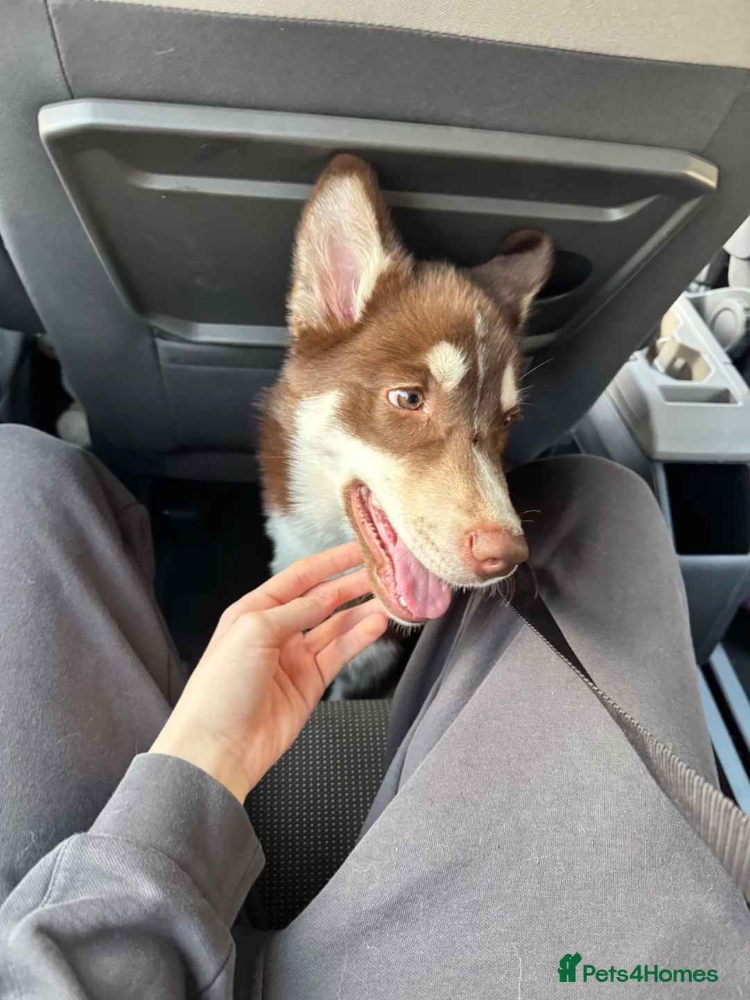 Siberian Husky dogs for sale: Brown Siberian husky😍 in Southampton - Advert 1