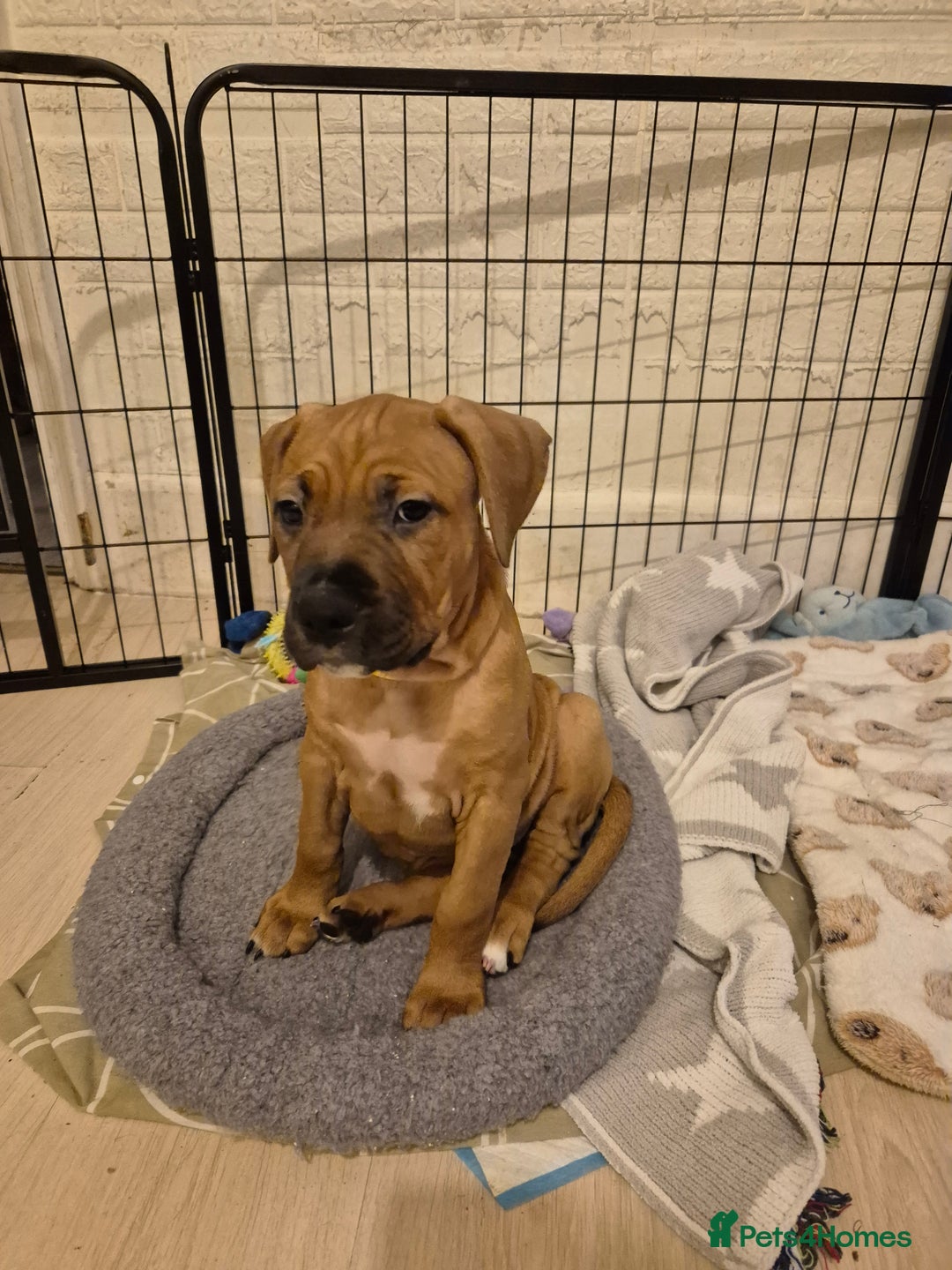 Mixed Breed dogs for sale: Bullmastiff x puppies 🐶  - Advert 18