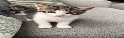 Mixed Breed cats for sale: Male Kittens needing new homes  in Swansea - Advert 7