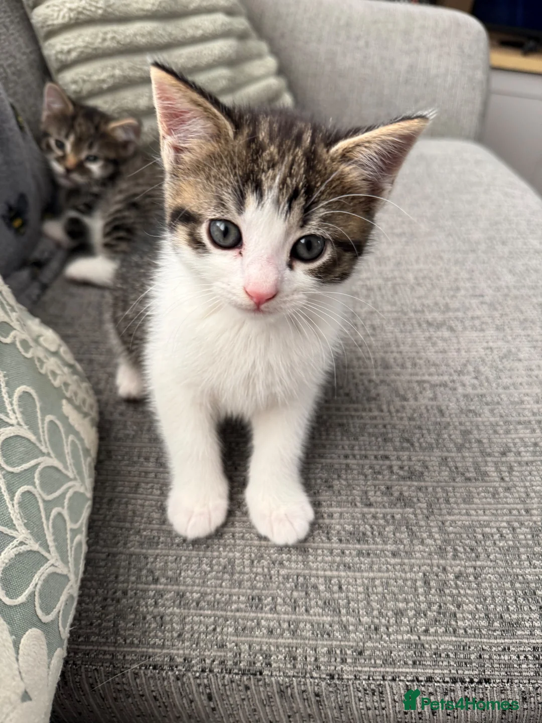 Mixed Breed cats for sale: Male Kittens needing new homes  in Swansea - Advert 7