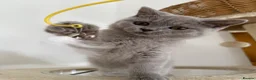 British Shorthair cats for sale: gccf Purring machine CHAMPION blood - Advert 13