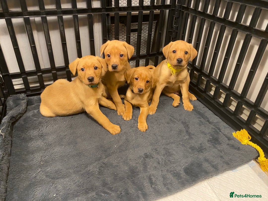 Labrador Retriever dogs for sale: KC Registered Labrador Male Pups READY NOW  - Advert 3