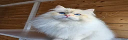 Siberian cats for sale: Outstanding retired male - Advert 3