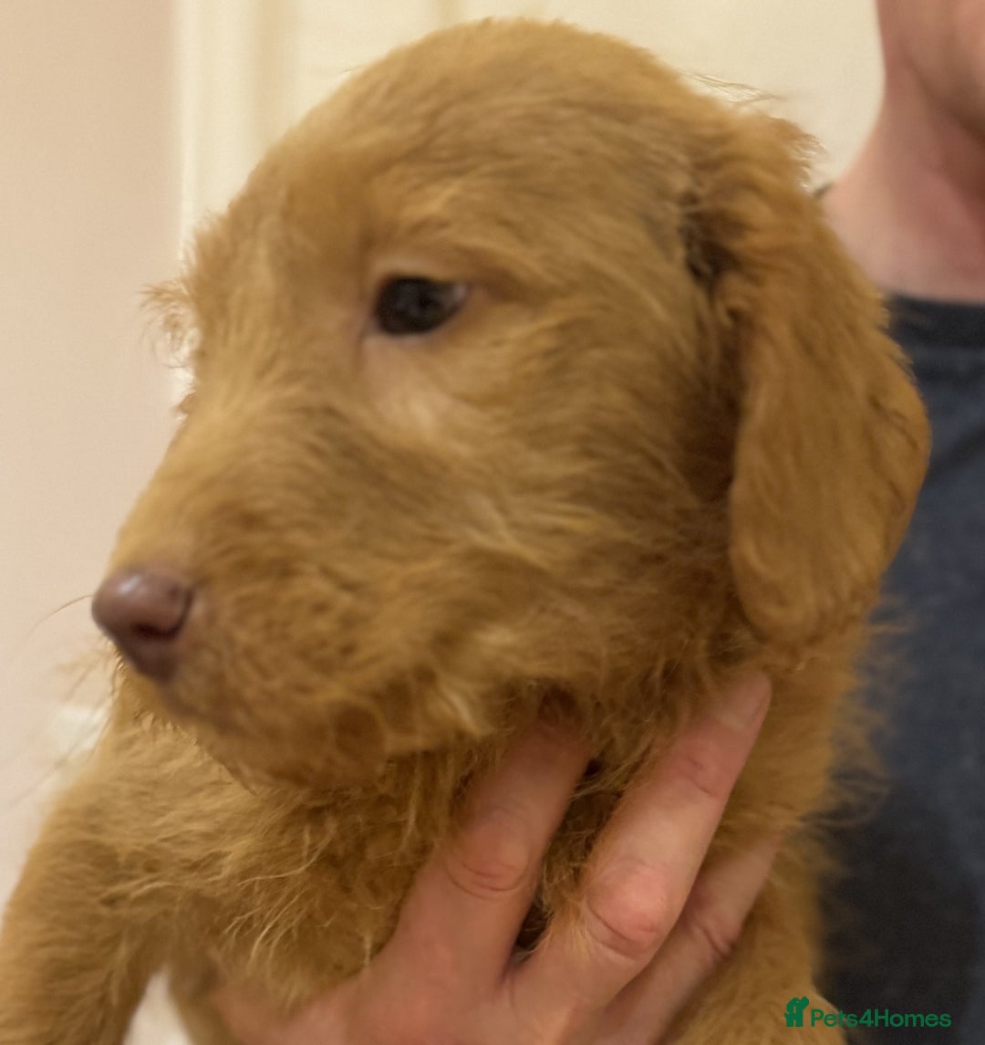 Labradoodle dogs for sale: 5* Fully Vaccinated Australian Labradoodle x Lab - Advert 18