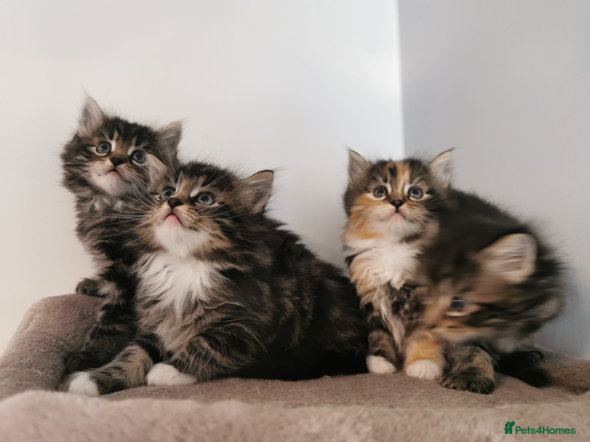 Mixed Breed cats for sale: Absolutely stunning kittens looking for a new home - Advert 1