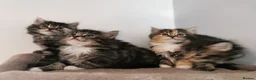 Mixed Breed cats for sale: Absolutely stunning kittens looking for a new home - Advert 1