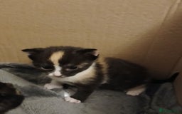 Mixed Breed cats for sale: Gorgeous Kittens - Image 11