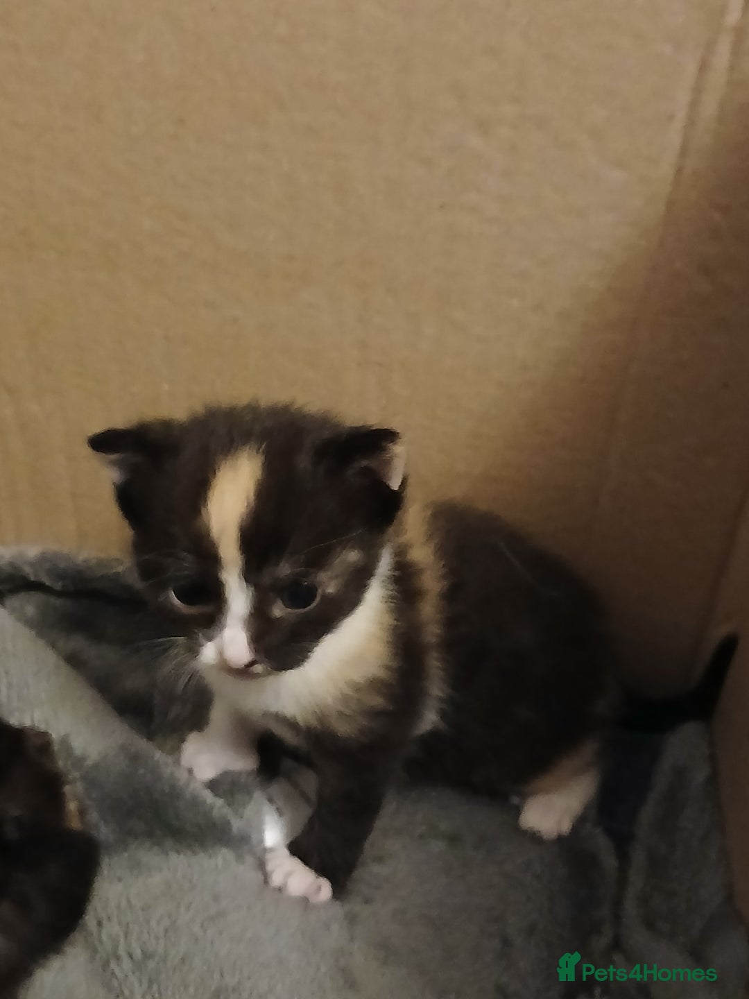 Mixed Breed cats for sale: Gorgeous Kittens - Image 11