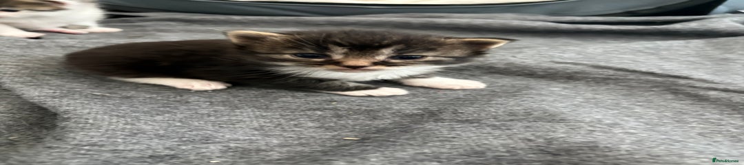 Maine Coon Kitten 1
