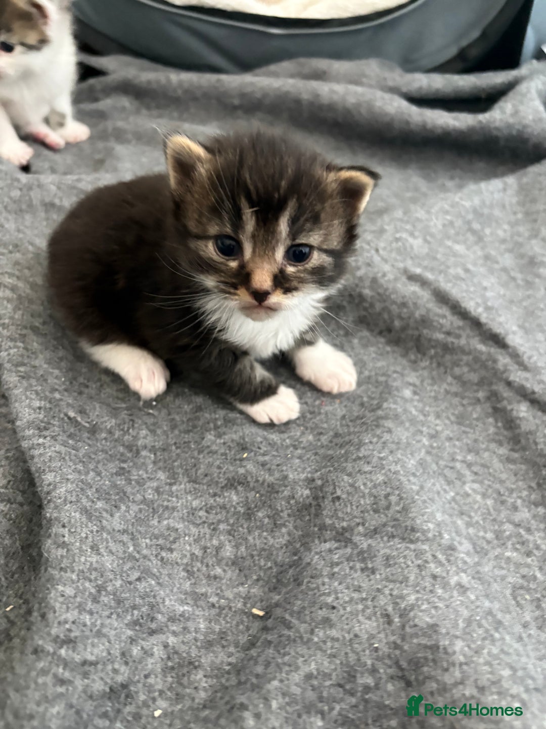 Maine Coon cats for sale: Mainecoon kittens - Image 7