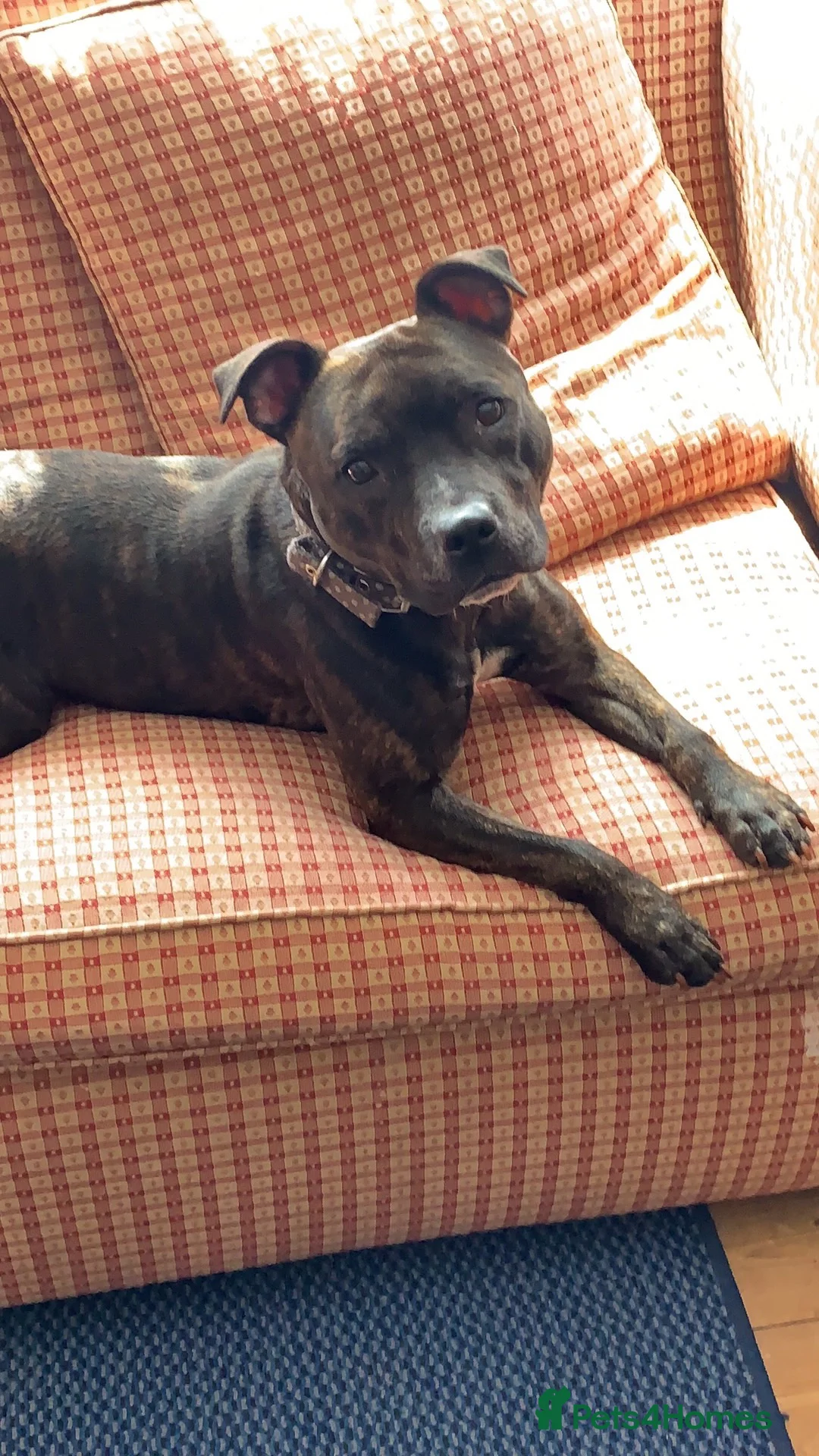 Staffordshire Bull Terrier dogs for sale: Brindle staffie looking for a forever home - Advert 2