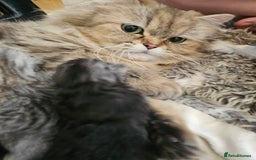 Persian cats for sale: Persian kittens for sale - Image 19