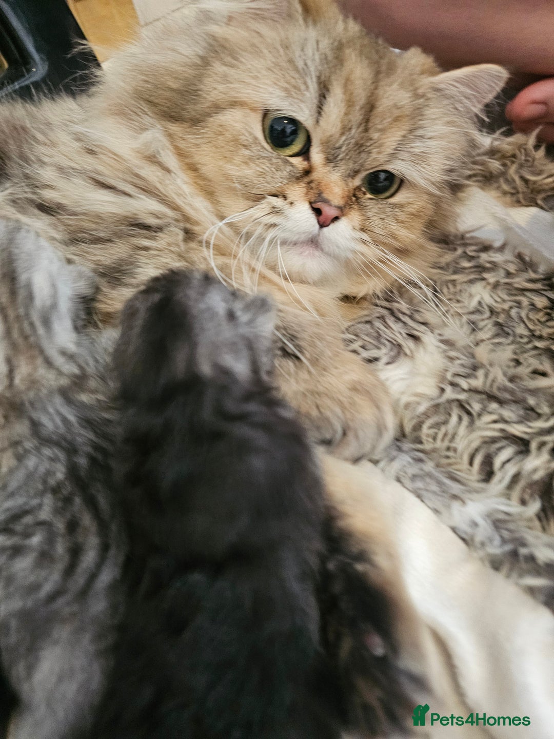 Persian cats for sale: Persian kittens for sale - Image 19