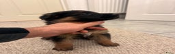 German Shepherd dogs for sale: German shepherd puppys kc pedigreepureblood line p - Advert 6