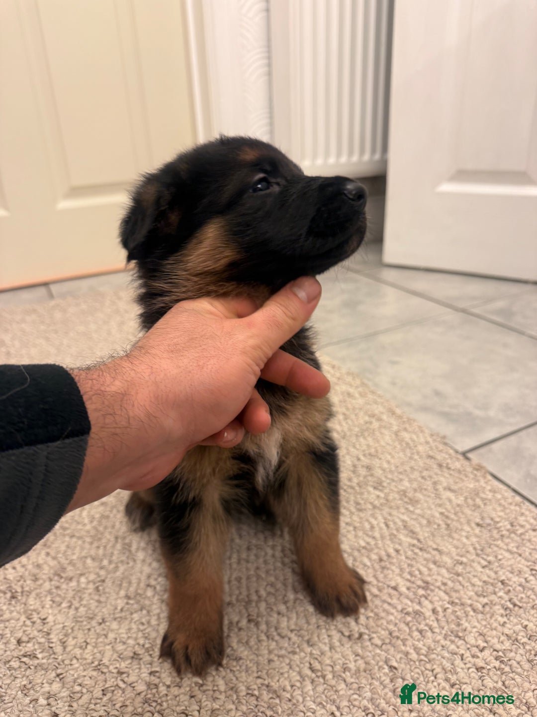 German Shepherd dogs for sale: German shepherd puppys kc pedigreepureblood line p - Advert 6