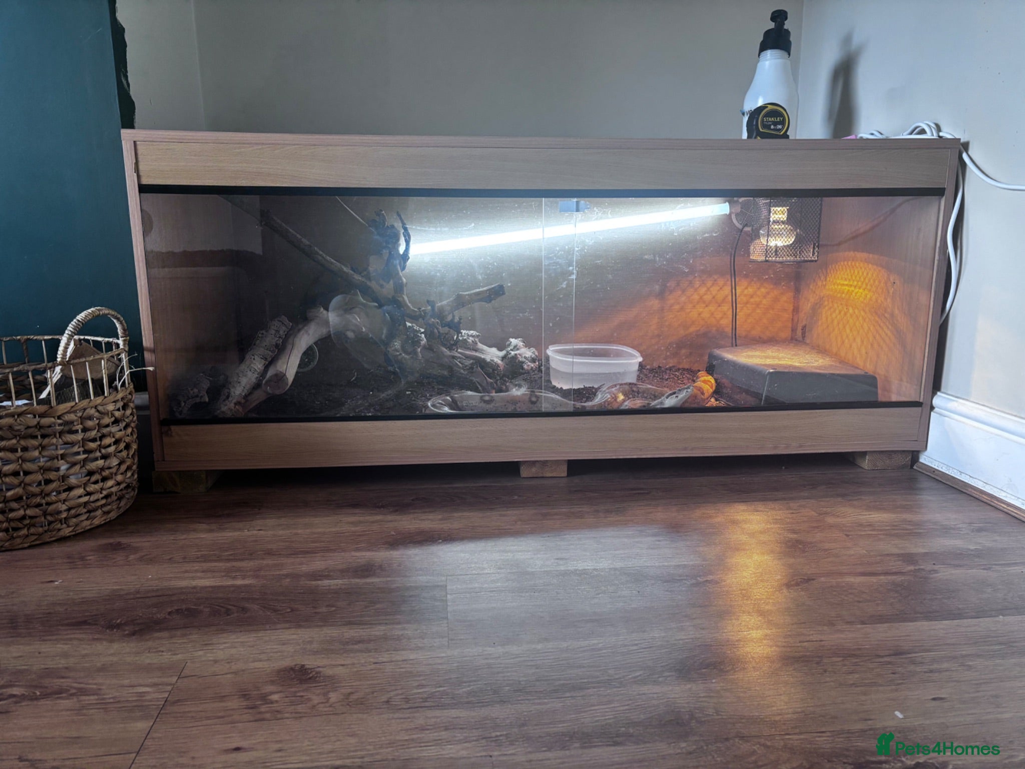 Boa Snake reptiles Boa Constrictor  - Advert 2