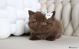 British Shorthair cats for sale: ❤️ Beautiful British Shorthair ❤️ - Image 12