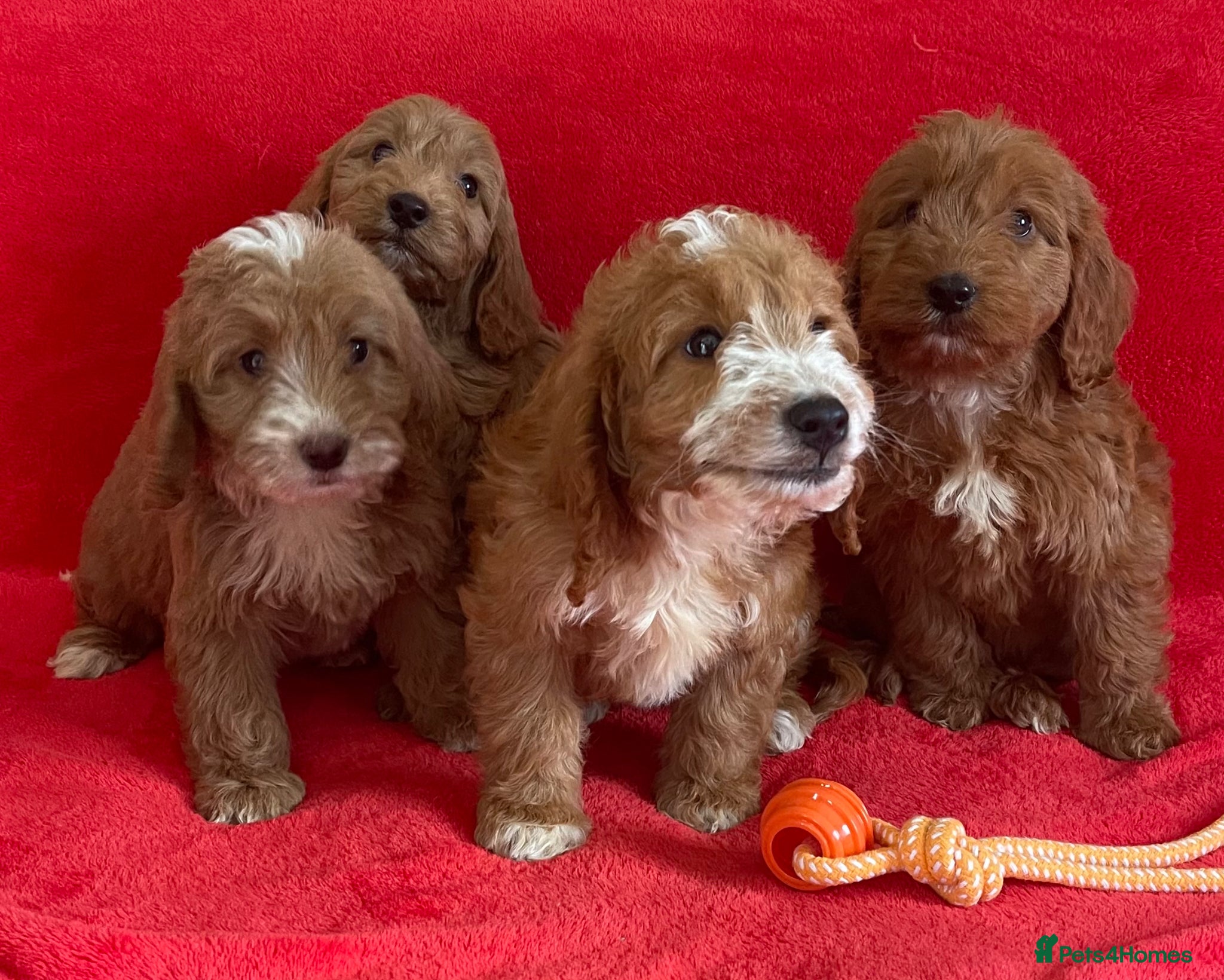 Cockapoo dogs Beautiful cockerpoo pups NOW READY - Advert 1