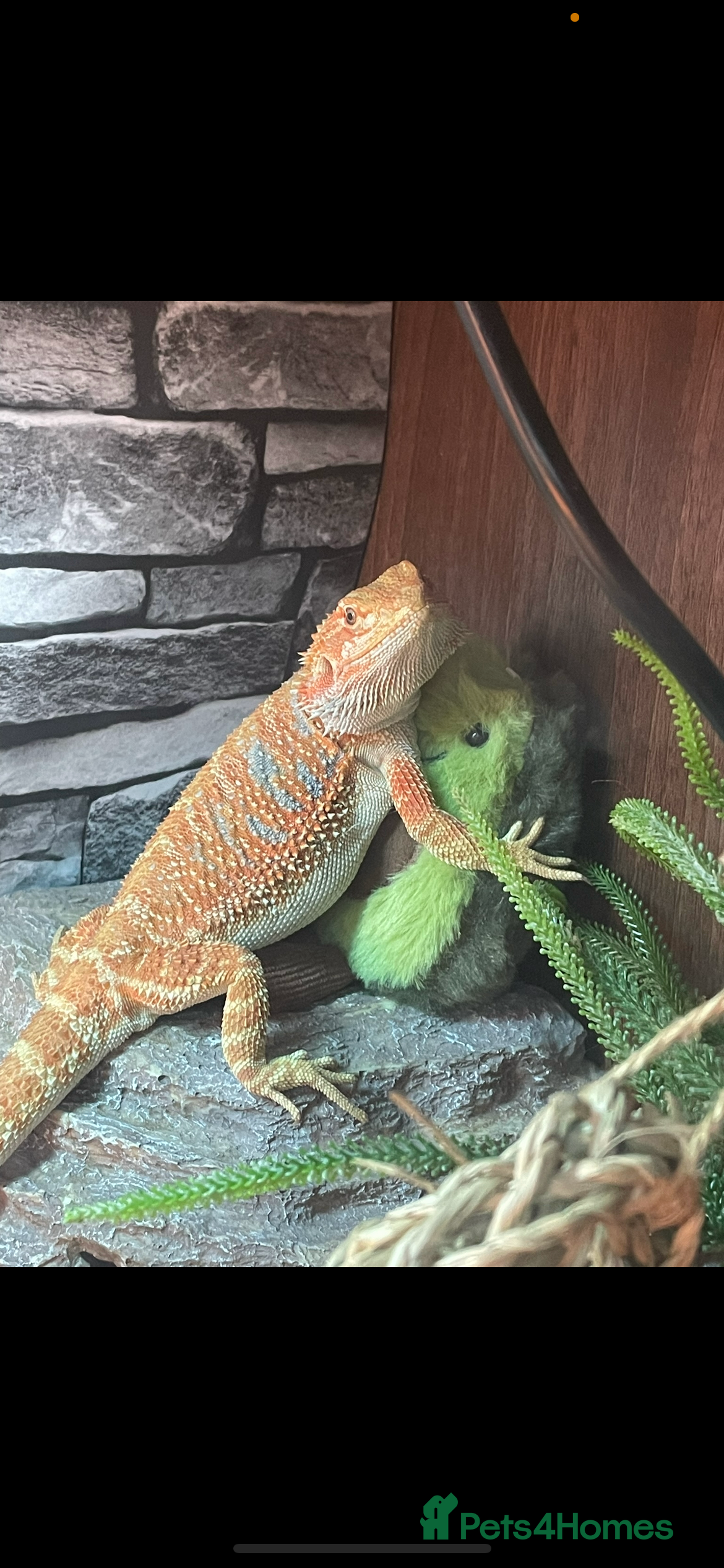 Bearded Dragon reptiles Bearded Dragon - Advert 1