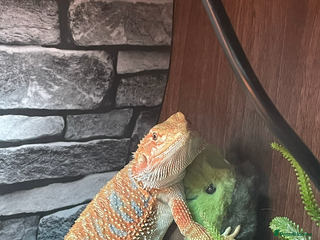 Bearded Dragon reptiles Bearded Dragon - Advert 1