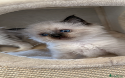 Ragdoll cats for sale: GCCF REGISTERED DNA TESTED PARENTS AND CLEAR  - Image 18