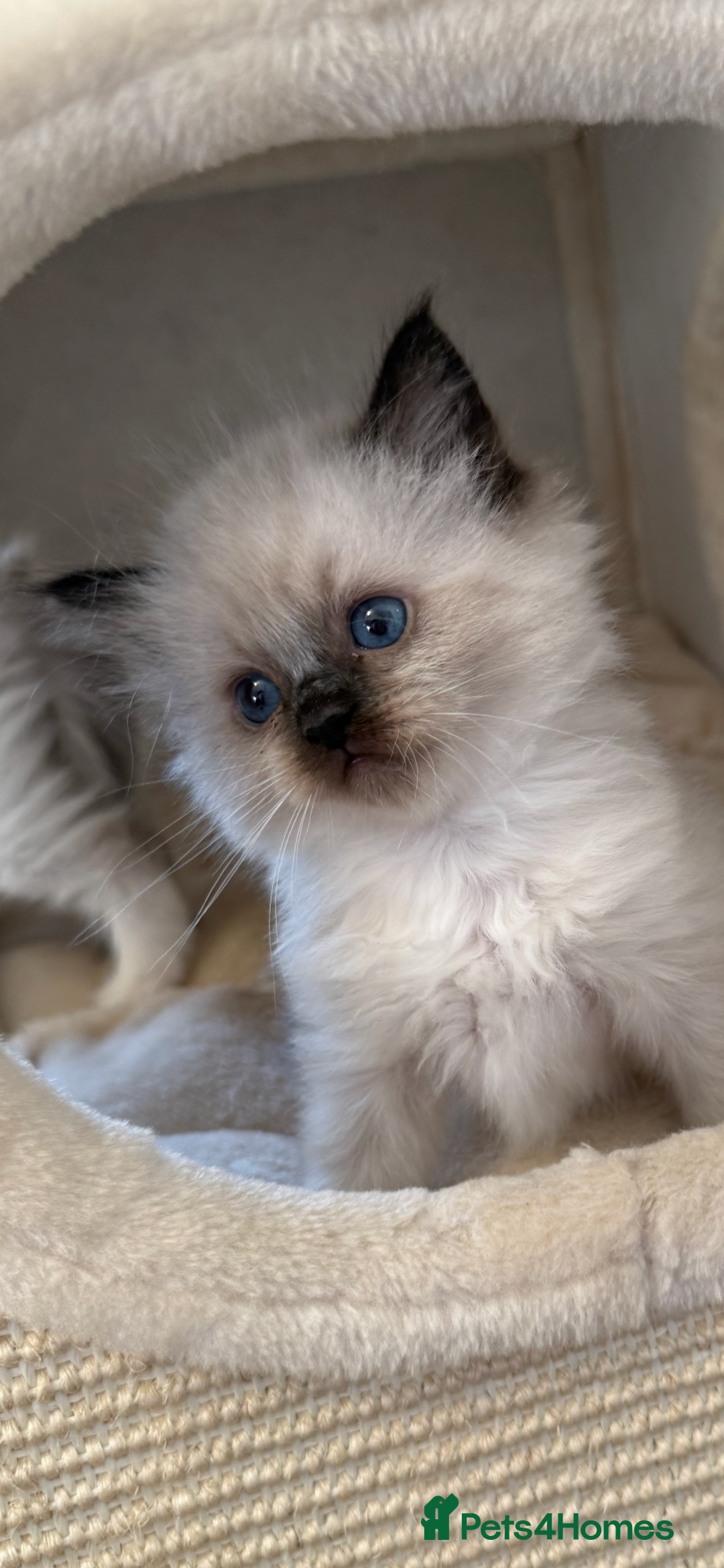 Ragdoll cats for sale: GCCF REGISTERED DNA TESTED PARENTS AND CLEAR  - Image 18