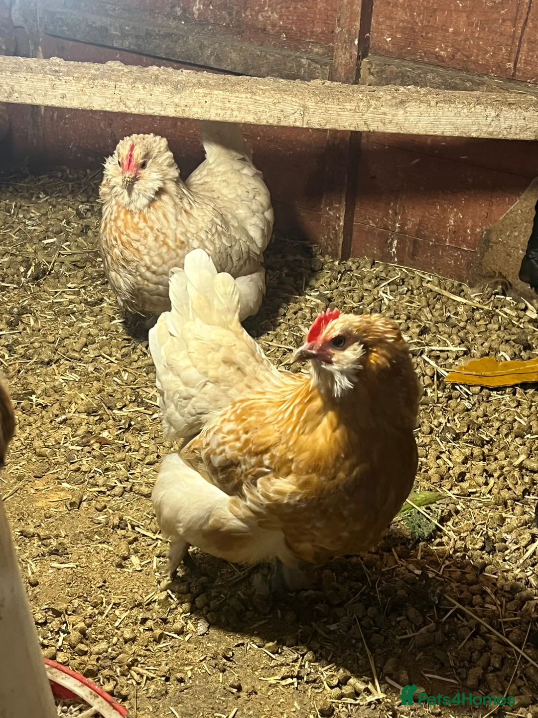 Chickens poultry for sale: Two sisters for sale  - Advert 2