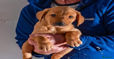 Labrador Retriever dogs - Advert 14