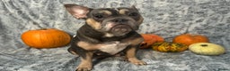French Bulldog dogs for sale: French Bulldog pups - Advert 10
