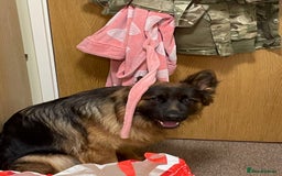 German Shepherd dogs for sale: germen Shepard  - Image 3