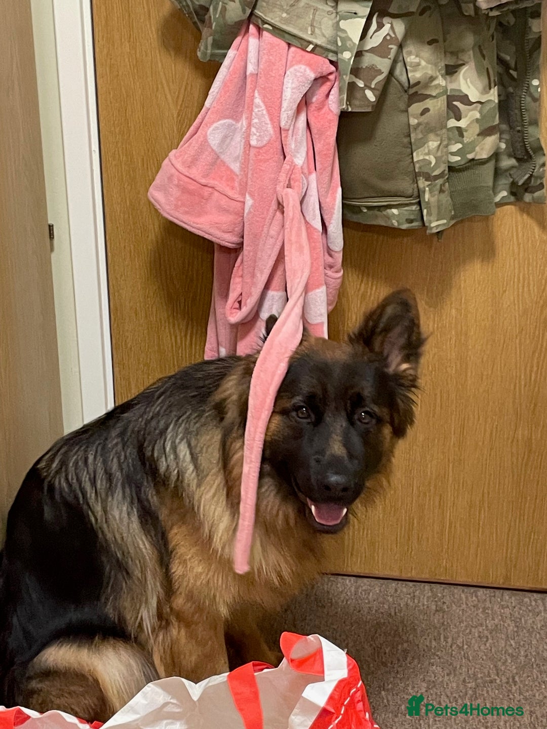 German Shepherd dogs for sale: germen Shepard  - Image 3