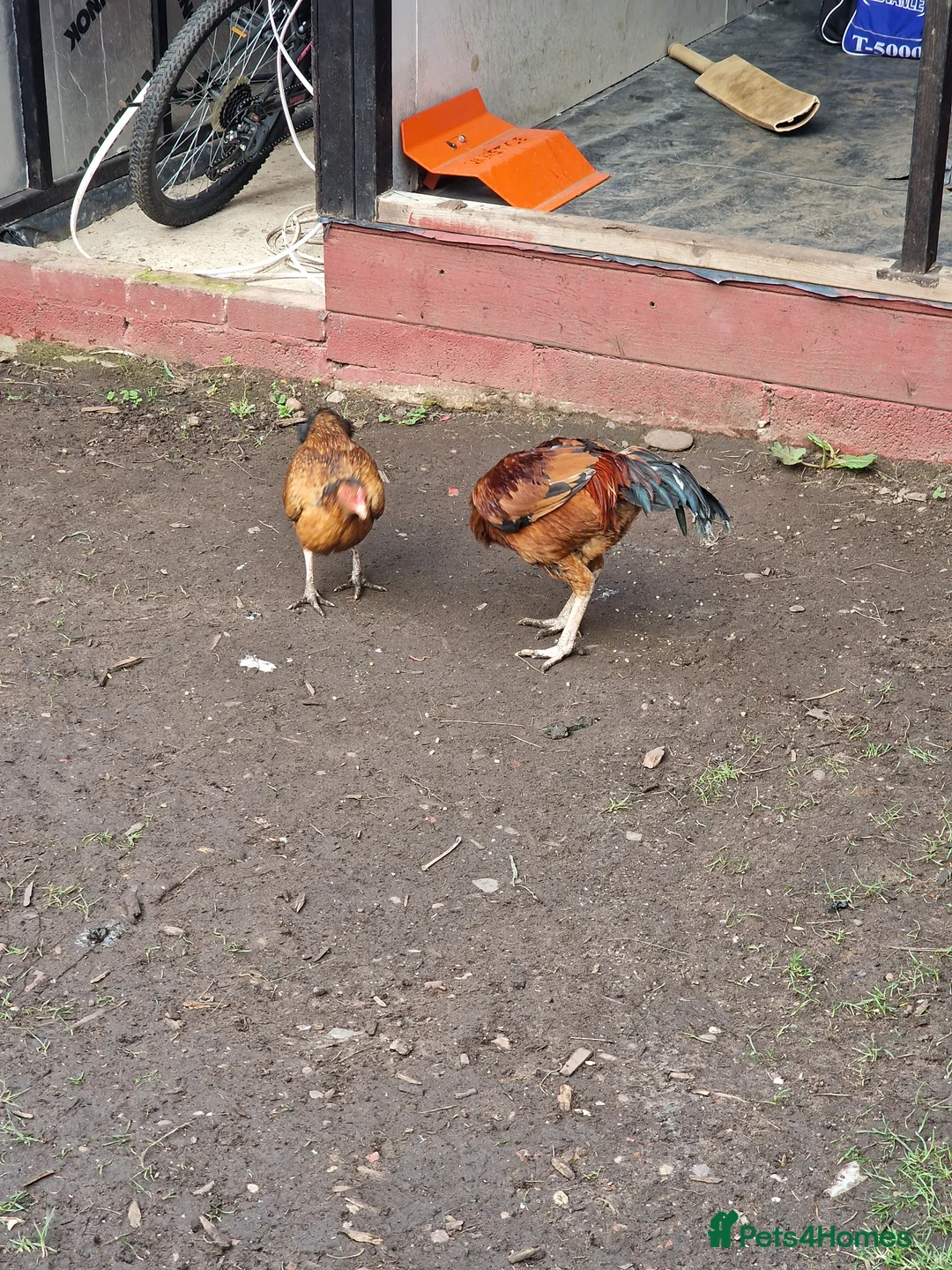 Chickens poultry for sale: Aseel Chickens - Advert 2