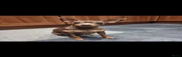 Miniature Pinscher dogs for sale: KC registered Miniature Pinscher chocolate and tan - Advert 3