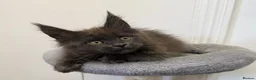Maine Coon cats for sale: Pedigree GCCF Russian Kazakhstan import line - Advert 5