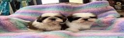 Shih Tzu dogs for sale: Lovely Shih Tzu puppies - Advert 1