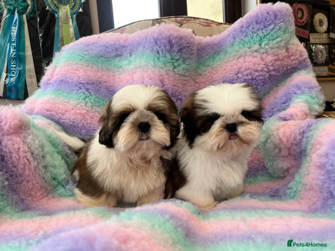 Shih Tzu dogs for sale: Lovely Shih Tzu puppies - Advert 1