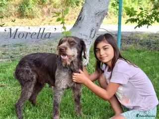 Mixed Breed dogs Morella, 5 yrs approx. Is AVAILABLE FOR ADOPTION - Advert 2