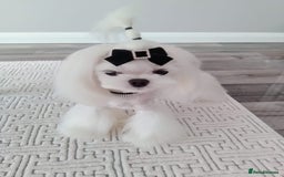 Maltese dogs for stud: 🖤Tiny Korean doll face Maltese boy 🖤 - Image 7