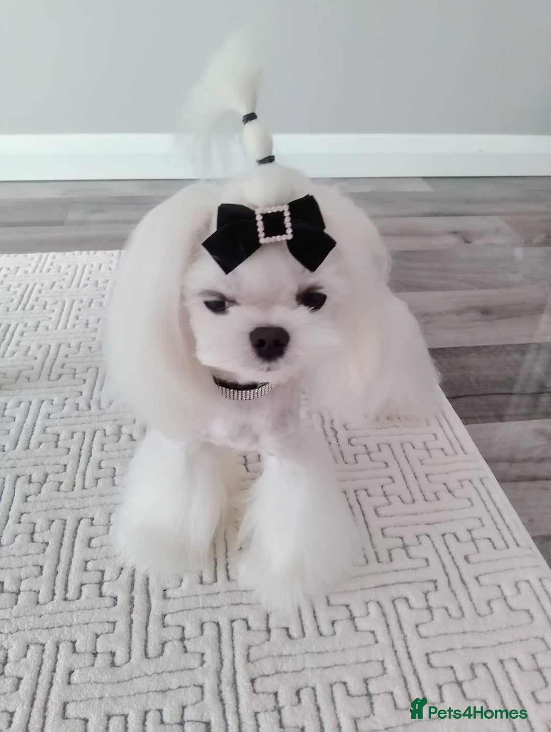 Maltese dogs for stud: 🖤Tiny Korean doll face Maltese boy 🖤 - Image 7