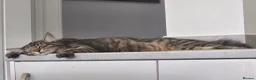 Mixed Breed cats for sale: Beautiful Mixed Breed  in Stoke-on-Trent - Advert 2