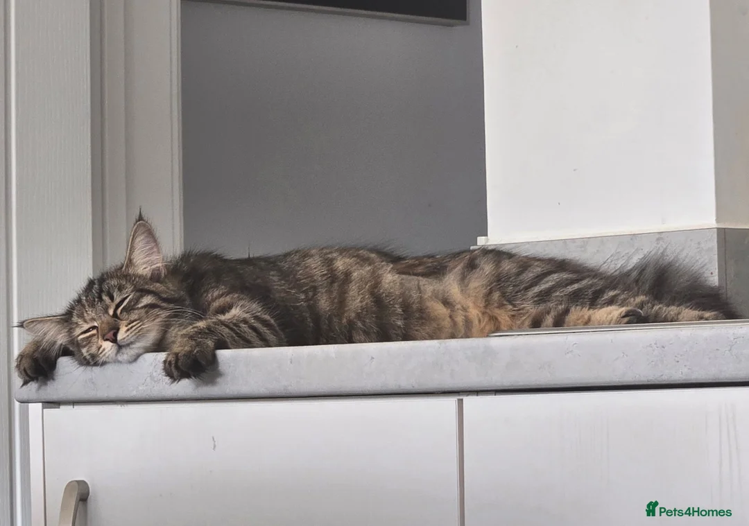 Mixed Breed cats for sale: Beautiful Mixed Breed  in Stoke-on-Trent - Advert 2
